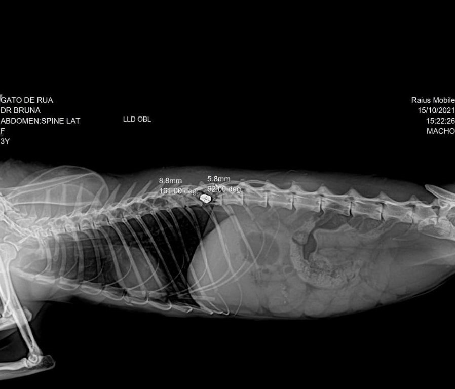 Raio-x indicou a presença de uma bala de arma de fogo na coluna do gato. Foto: Arquivo