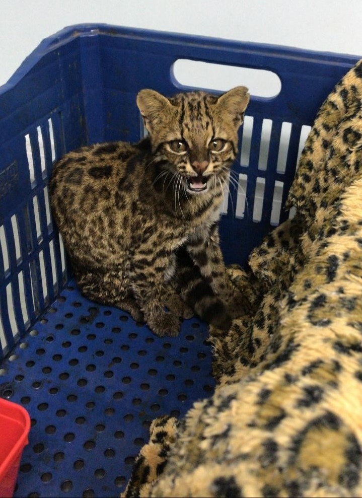 Gato-mourisco recebido na clínica no dia 11 de maio.
