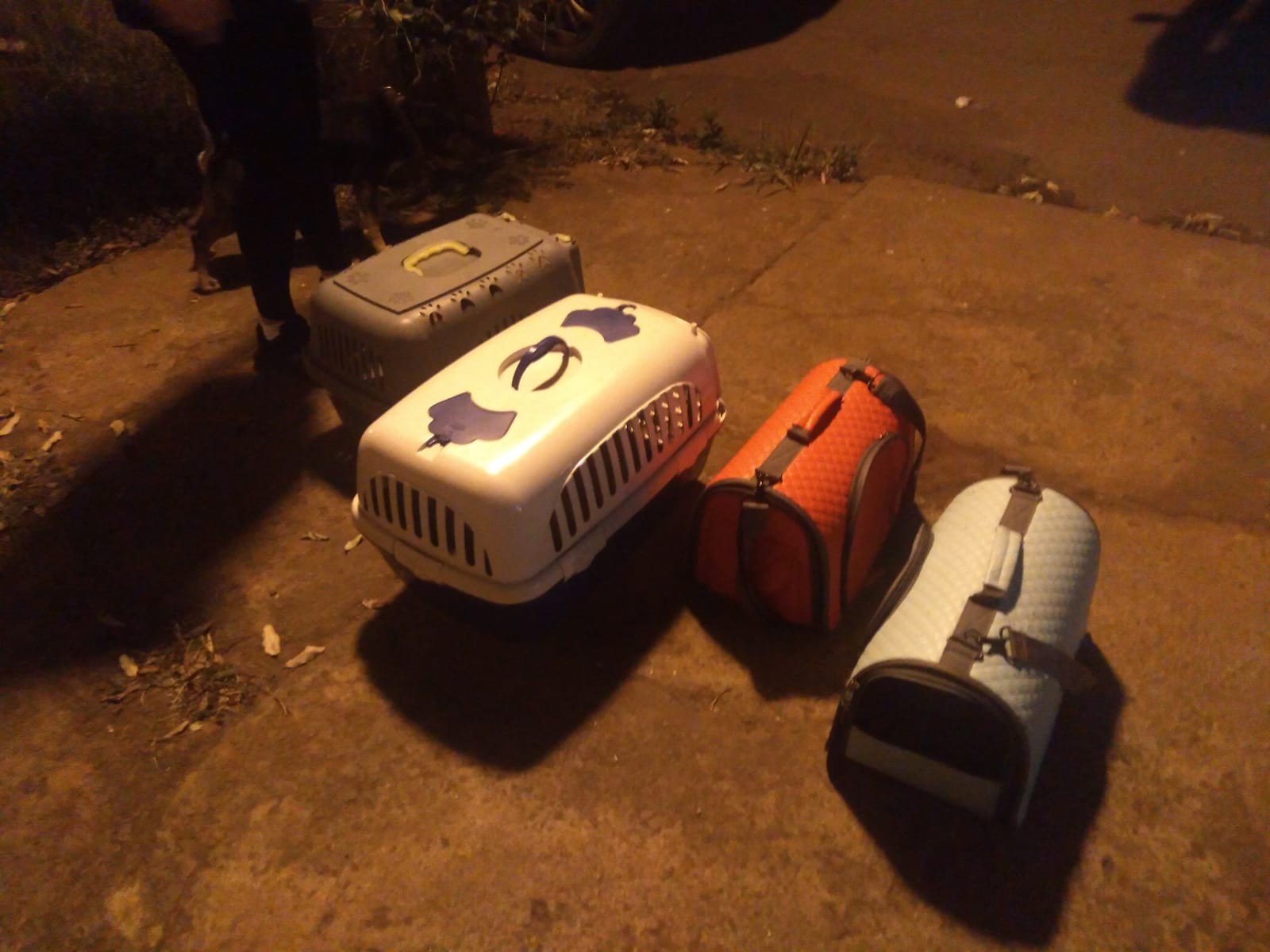 Cachorros foram colocados em caixas de transporte | Foto: GMC Online