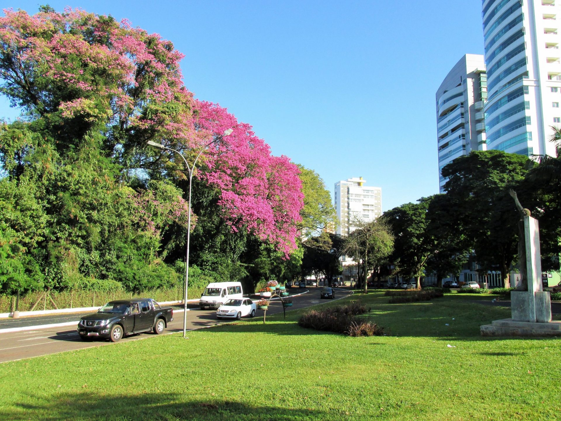 Ipês-roxos na Avenida Dr. Alexandre Rasgulaeff. Foto: Suely Sanches/Maringá em Fotos