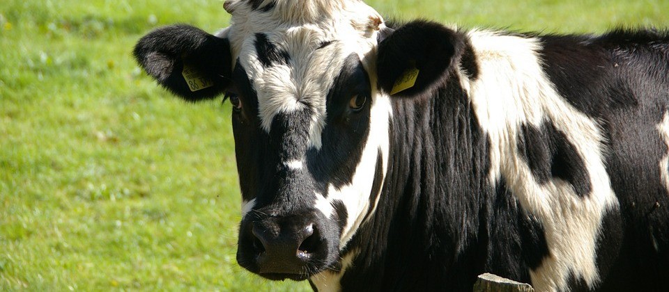 Vaca gorda custa R$ 132 a arroba em Maringá e Umuarama