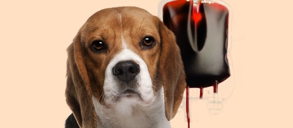 Você sabia que cães e gatos podem fazer transfusão sanguínea? 