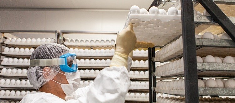 Entenda como funciona a produção de ovos para vacinas