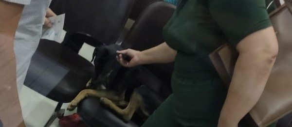 Cão ficou 15 dias na porta de hospital em Umuarama