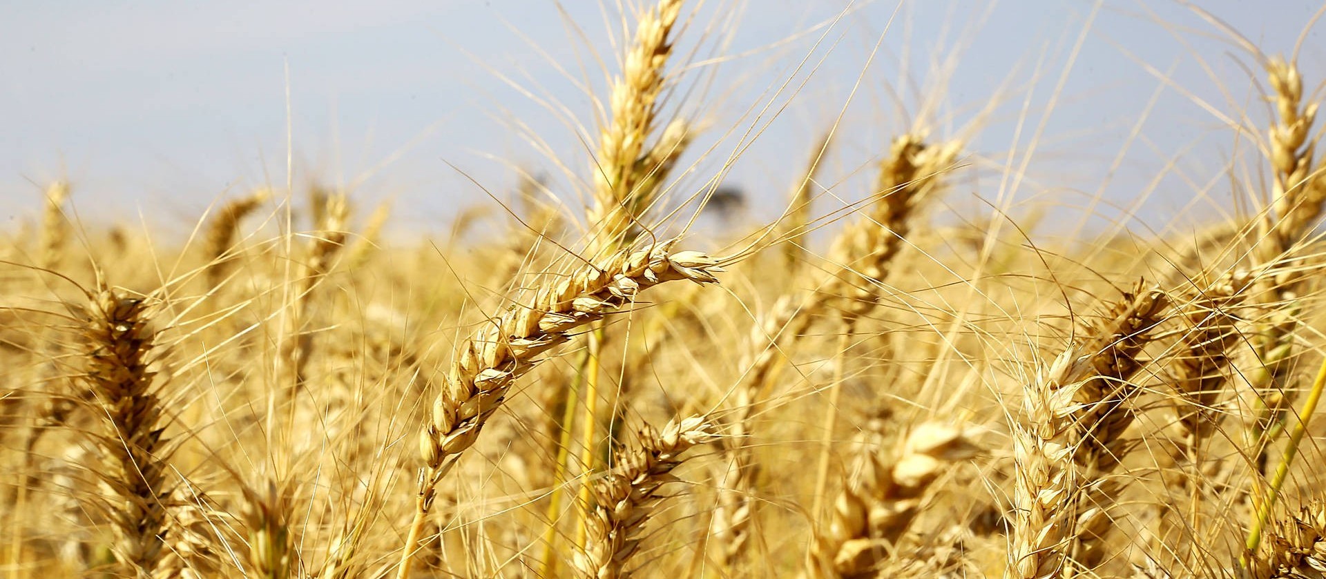 Colheita da safra de trigo atinge 2% da área estimada no Paraná