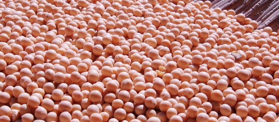 Saca da soja custa R$ 77,50 em Maringá