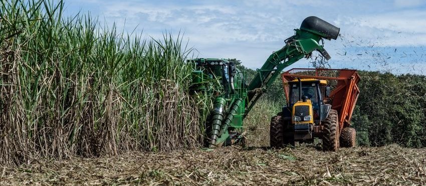 Cultivo de cana-de-açúcar tem maior grau de formalização