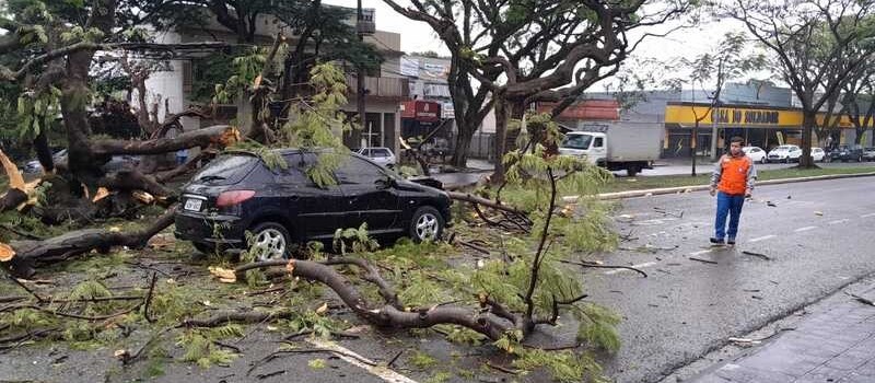 Câmera flagra momento em que árvore cai em cima de carro em Maringá