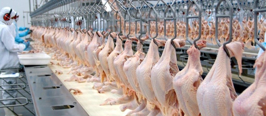 Preço do frango sofre queda e preocupa produtores