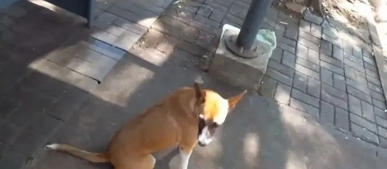 Atitude de cachorro em ponto de ônibus comove moradores 