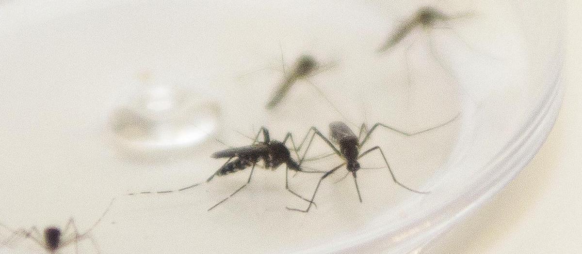 Paraná tem novas mortes por dengue e 398 municípios com notificações