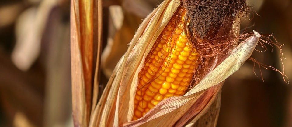 Preço do milho já subiu 60% em um ano e pode ter mais altas