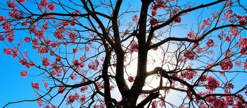 No sul do Paraná tem previsão de geada, mas em Maringá calor continua