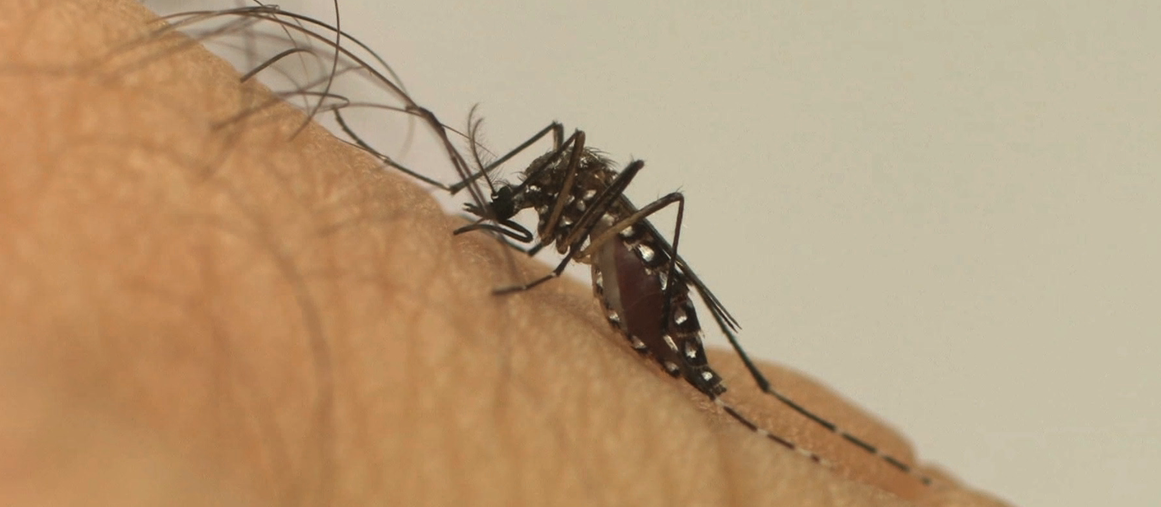 Volume de casos de dengue em Maringá é atípico, alerta Saúde
