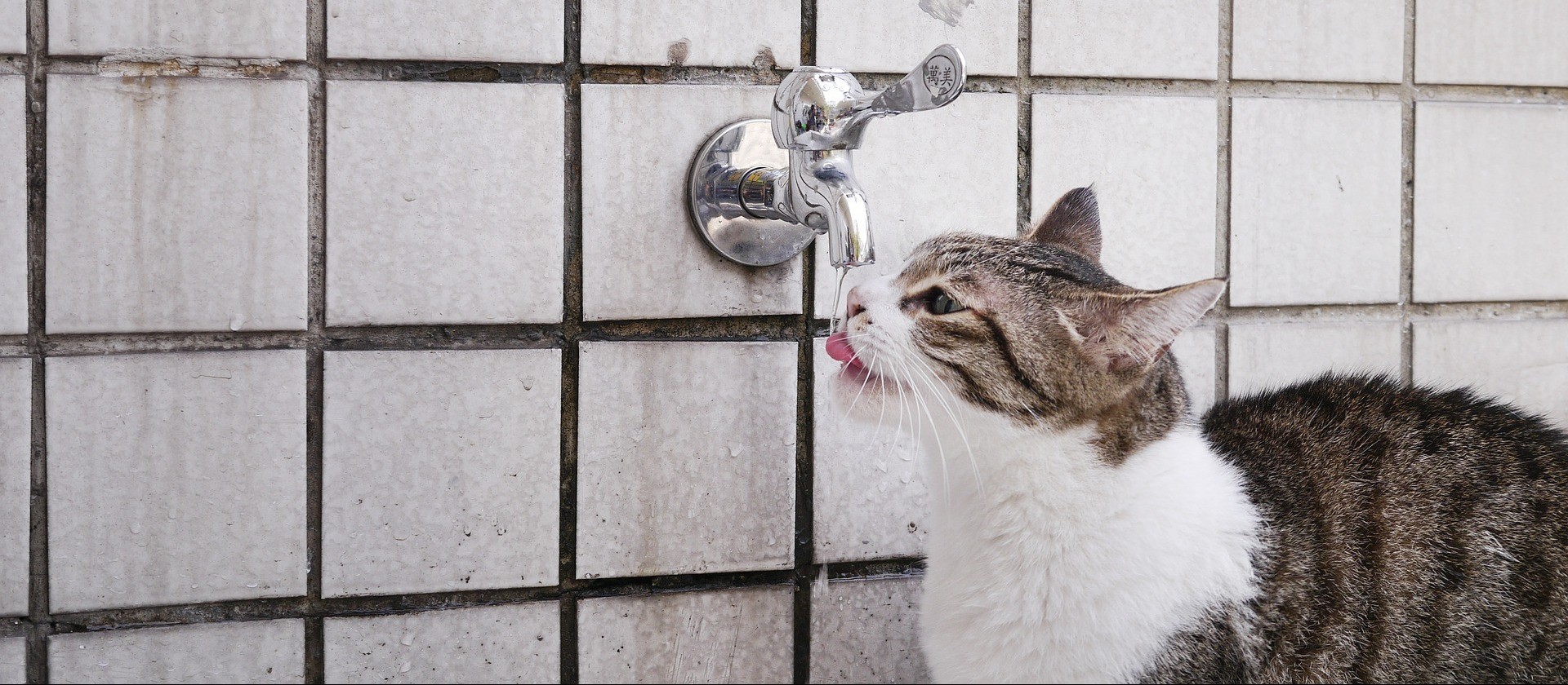 Por que os gatos preferem beber água da torneira?