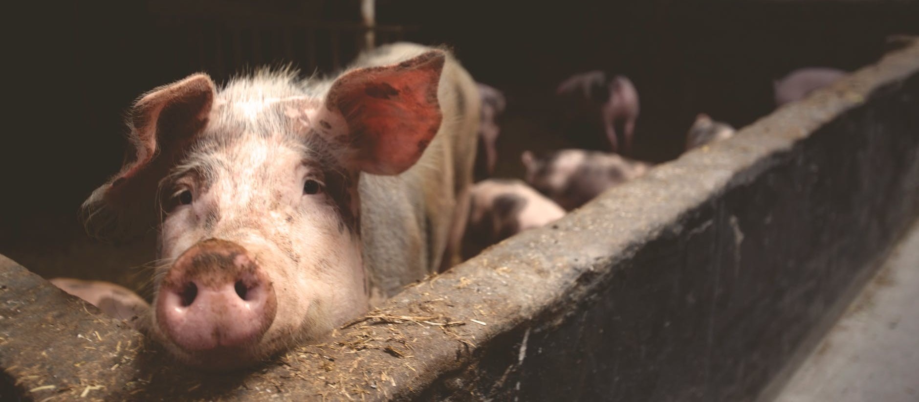 Mais de 2,6 milhões de suínos são eliminados devido a peste suína africana