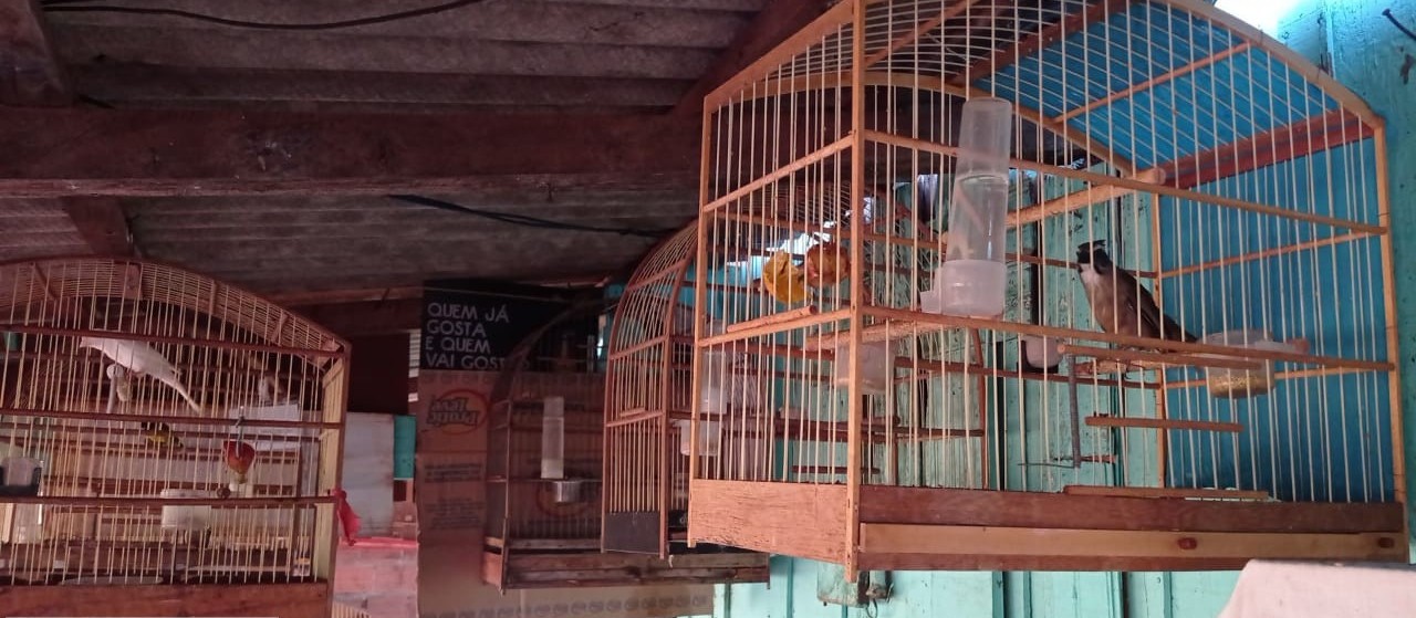 Aves silvestres expostas em bar irregularmente são apreendidas em Fênix