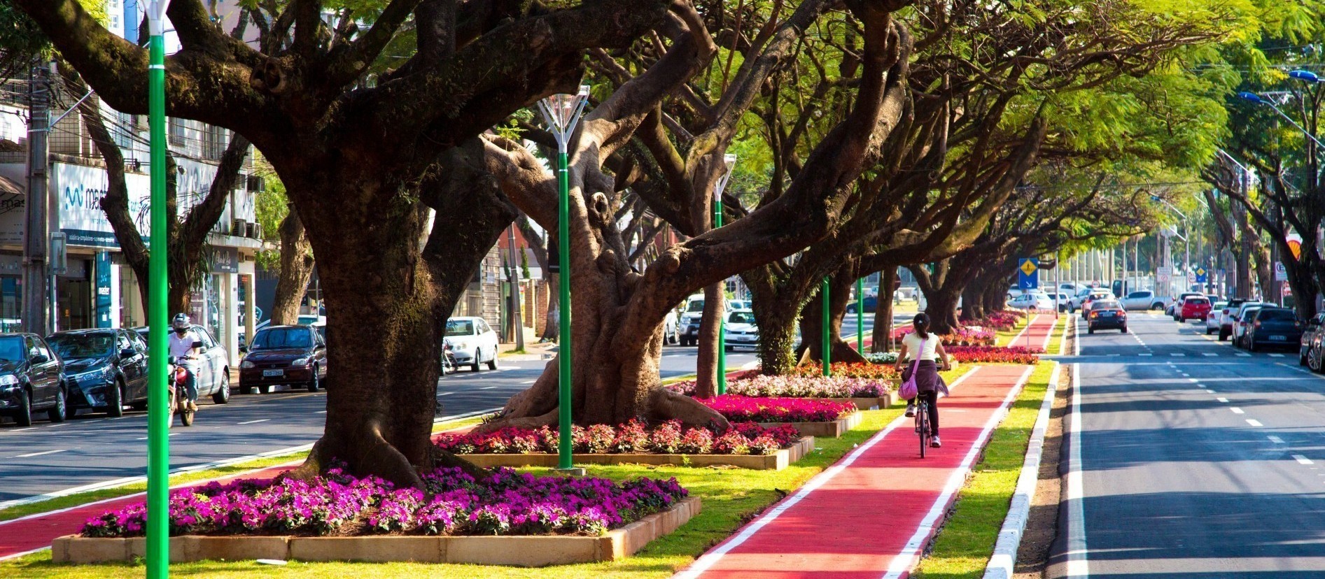 Sistema dará a localização de cada uma das 220 mil árvores de Maringá