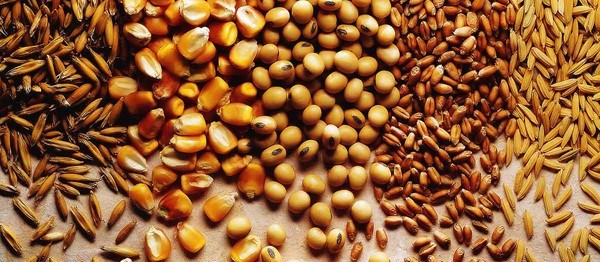 Mato Grosso lidera produção de grãos no país 