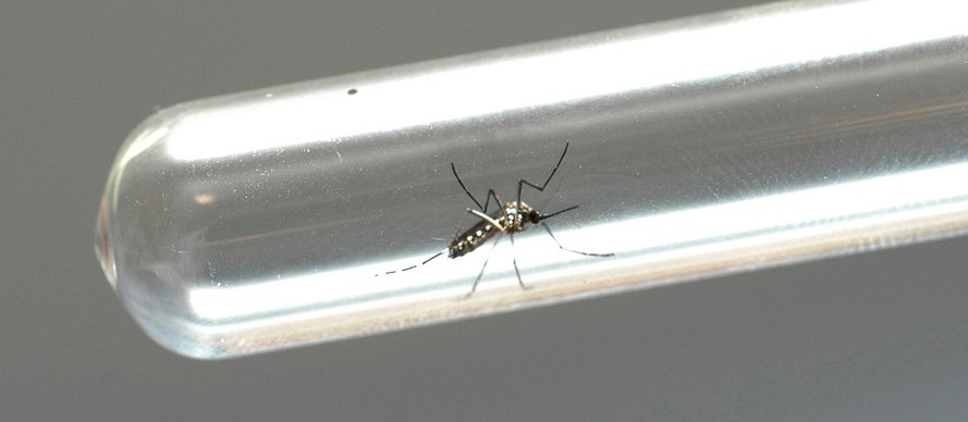 Maringá registra 10 novos casos de dengue em uma semana