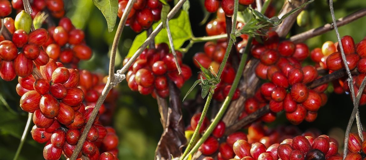 Exportações brasileiras de café verde batem recorde de 275 mil toneladas