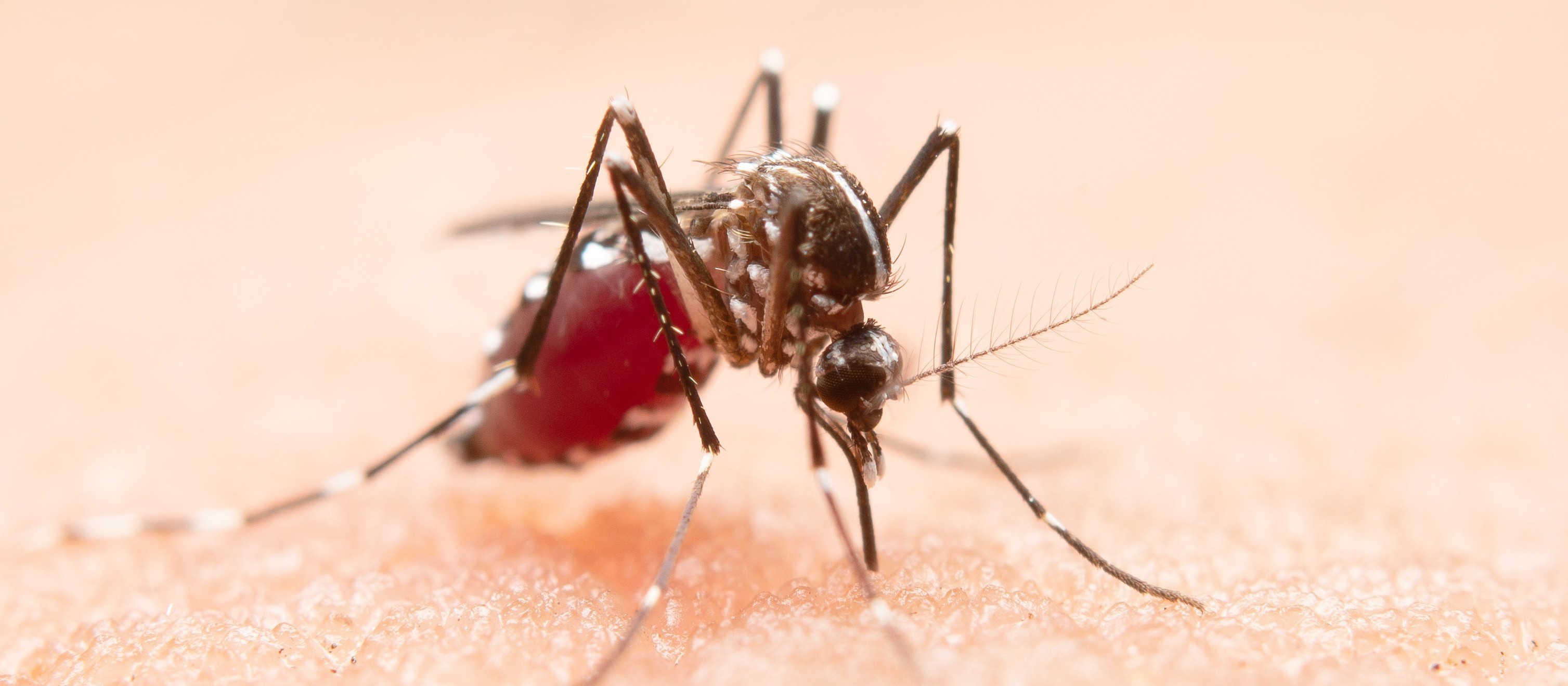 Sesa confirma mais 11 mortes por dengue no Paraná