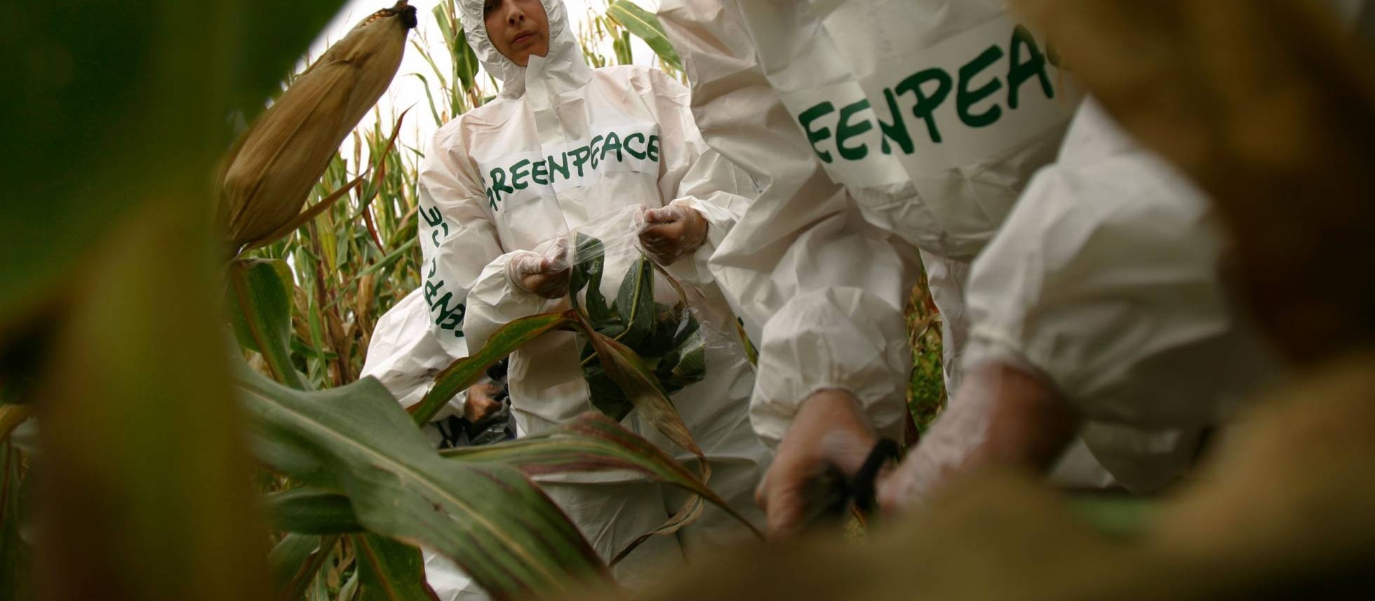 Greenpeace é acusado de cometer ‘crime contra a humanidade’ por atacar transgênicos