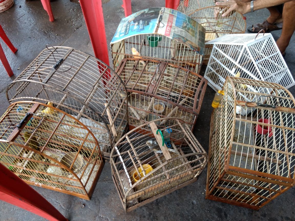 Homem é preso por maus tratos e posse ilegal de aves