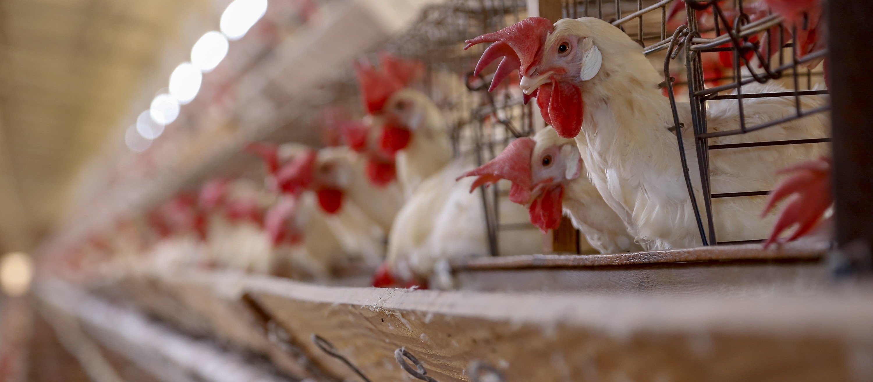 Paraná corre o risco de reduzir a exportação de aves e suínos