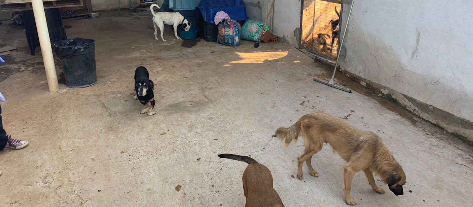 Cuidadora fica doente e mais de 100 animais ficam abandonados em Maringá