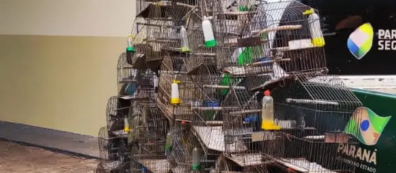 Homem é multado em quase R$ 30 mil por manter aves silvestres em cativeiro