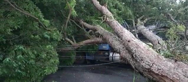 Chuva forte derruba árvores e postes em Maringá 