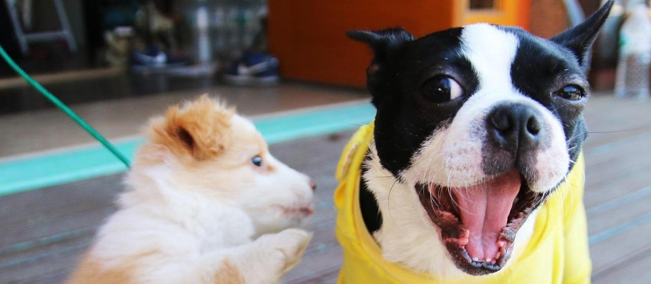 Maringá terá benção dos animais no sábado (4)