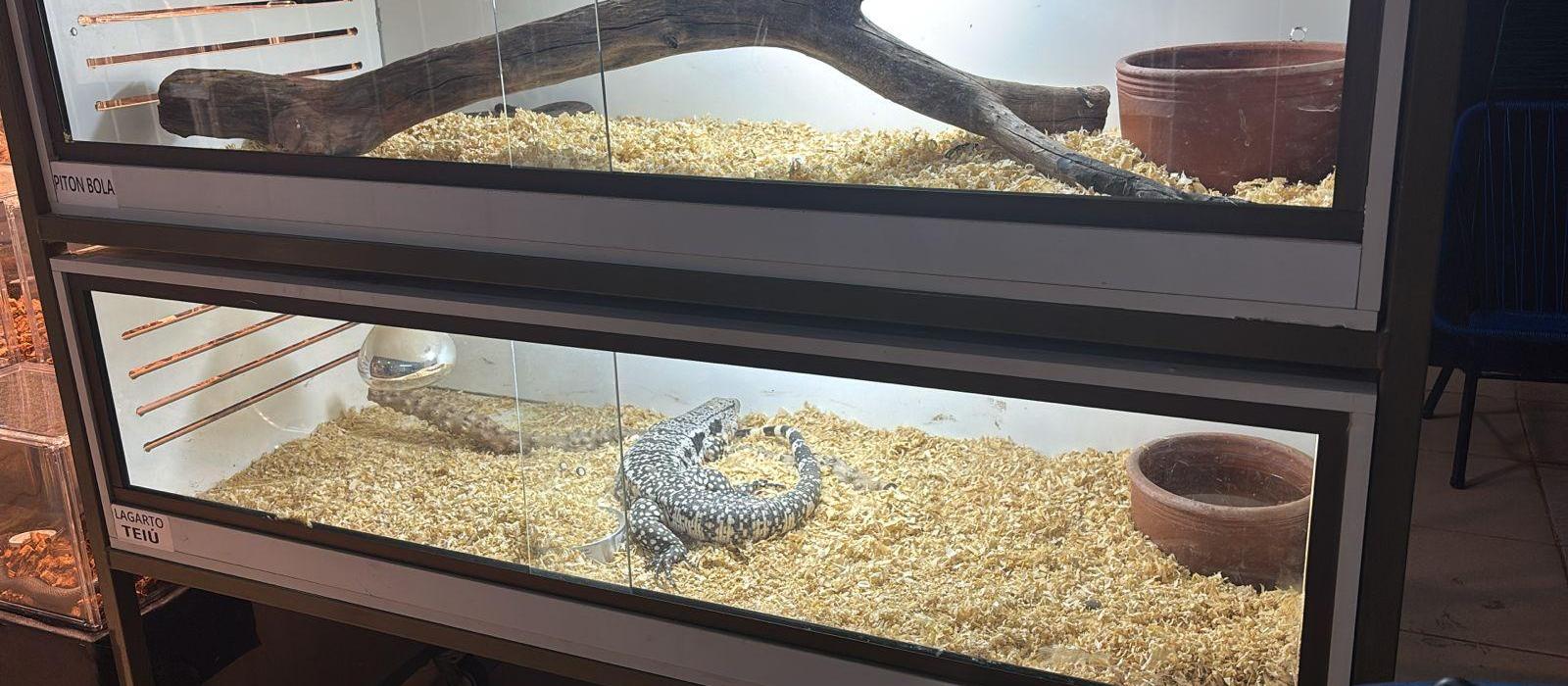 Cobras e lagartos: ter répteis como pets é um mercado em expansão