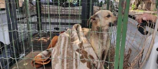 Homem é multado em R$ 12 mil por maus-tratos a cães em Maringá