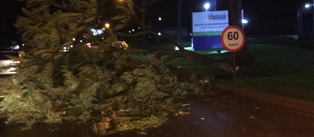 Defesa Civil registra queda de cinco árvores em Maringá