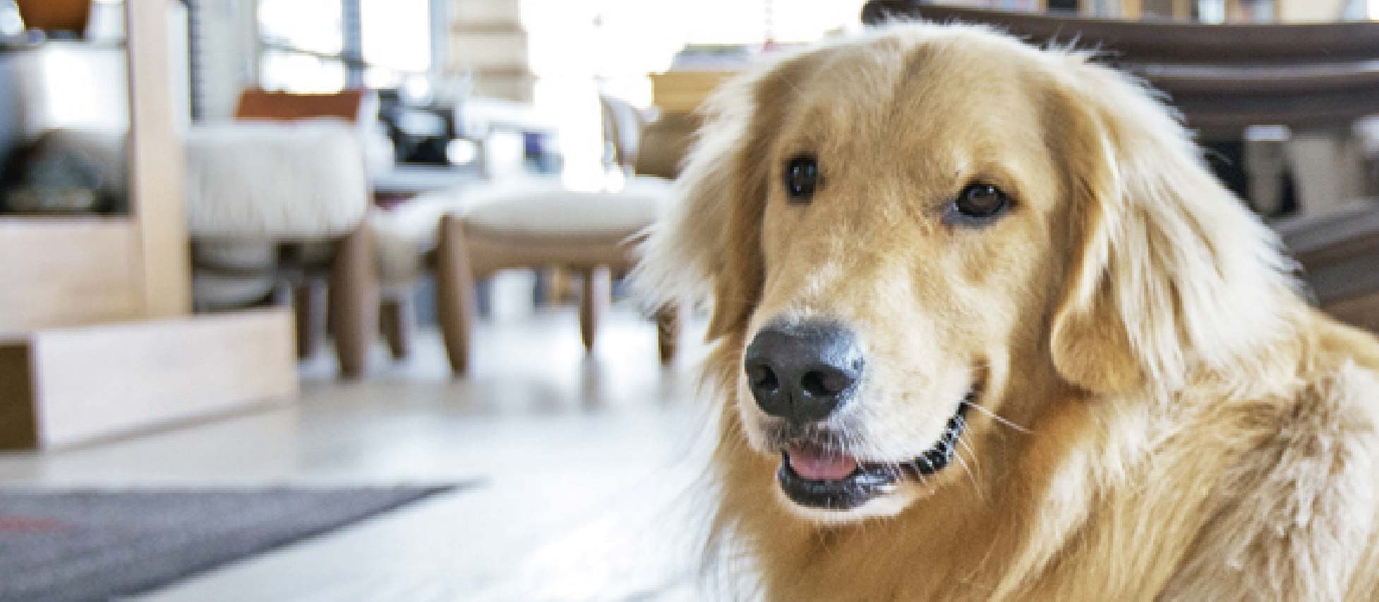 É possível ter um cão de grande porte em apartamento?