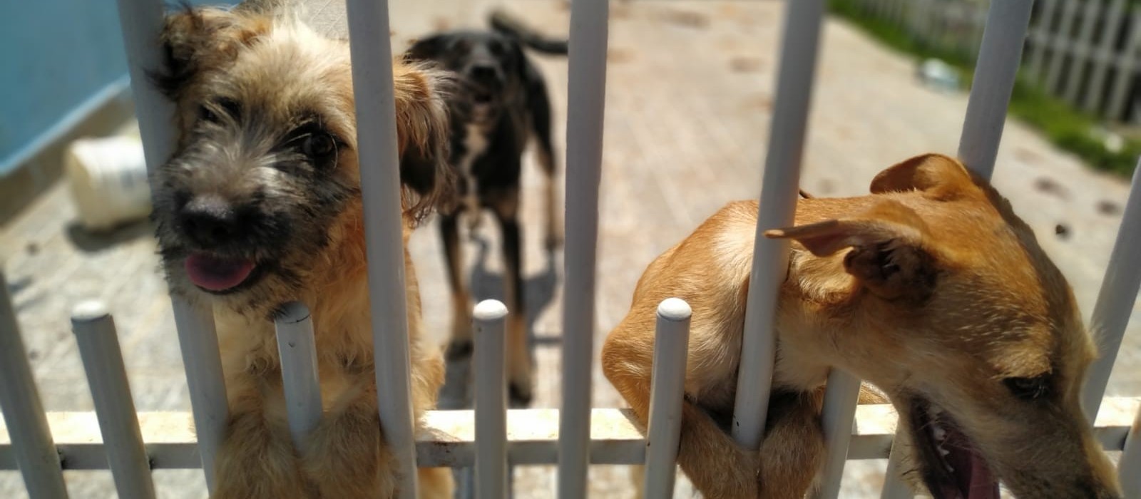 Polícia resgata quatro cães em situação de maus-tratos em Maringá
