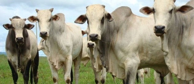 Vaca gorda custa R$ 160 a arroba em Londrina
