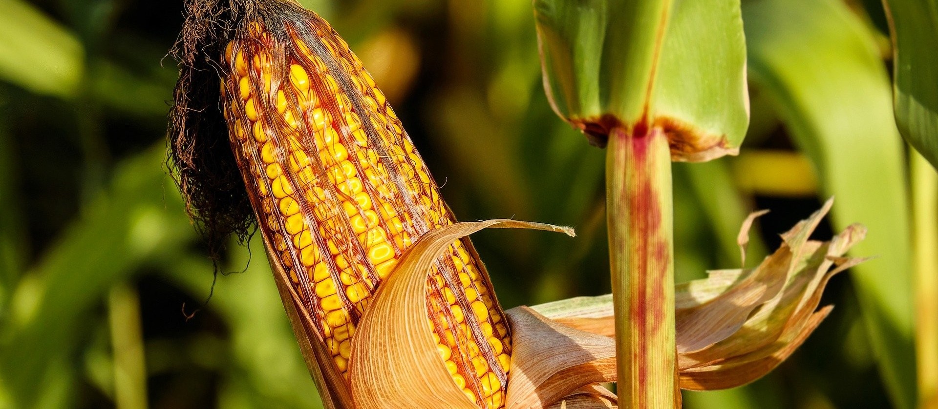 Deral indica que milho com boa qualidade no Paraná cai para 61%