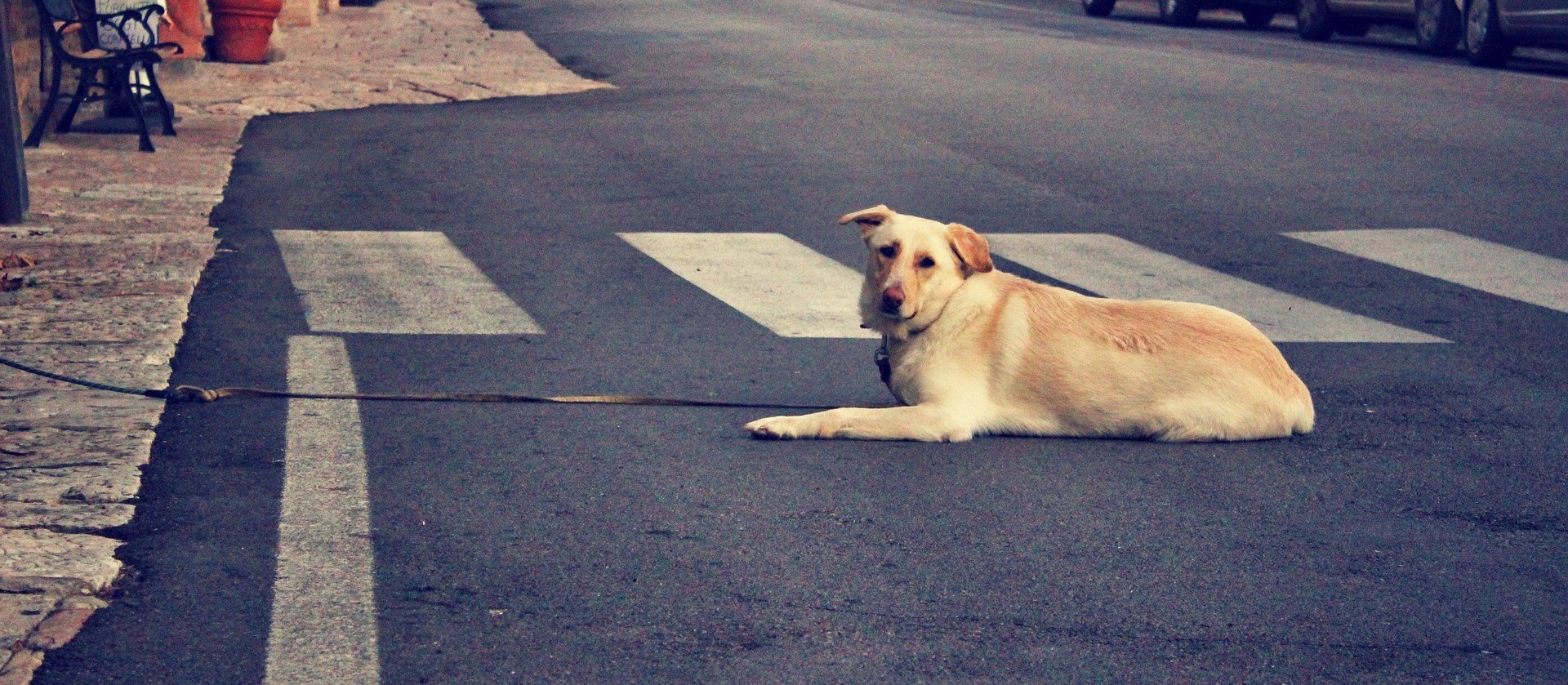 Pelo menos 15 animais abandonados foram resgatados este ano em Maringá