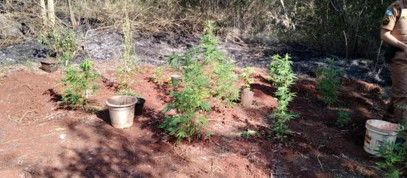 Após apagar incêndio, Bombeiros encontram plantação de maconha em Maringá