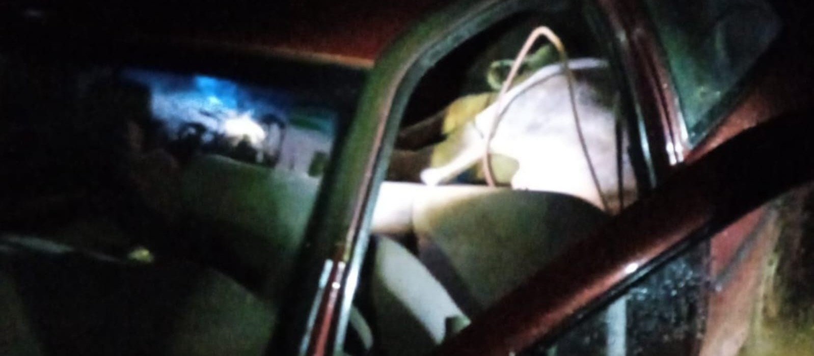 Boi furtado é encontrado amarrado dentro de carro na região de Maringá