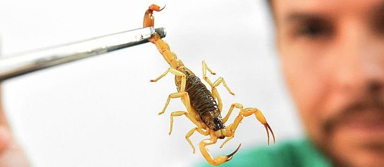 Em uma semana, duas crianças são picadas por escorpião na região