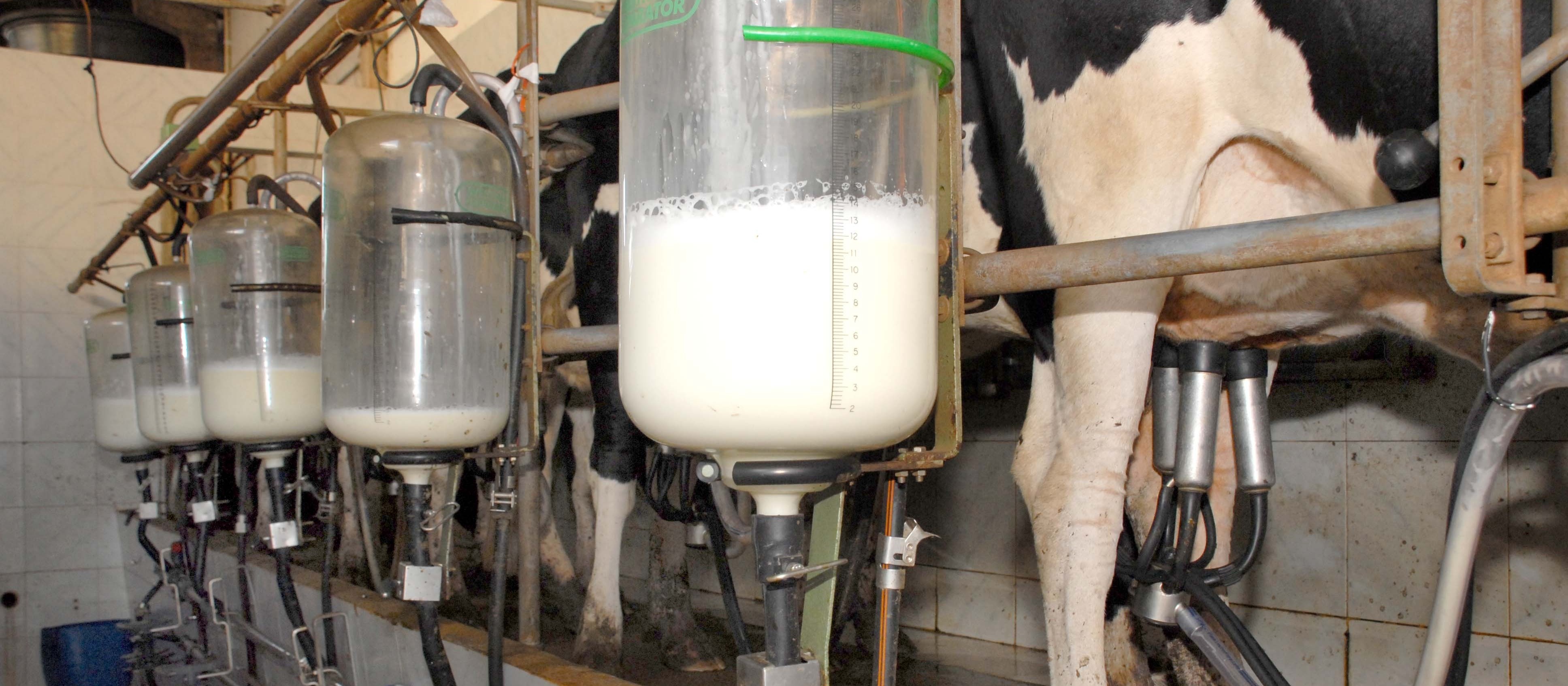 Preço do leite pago ao produtor sobe 9,5%