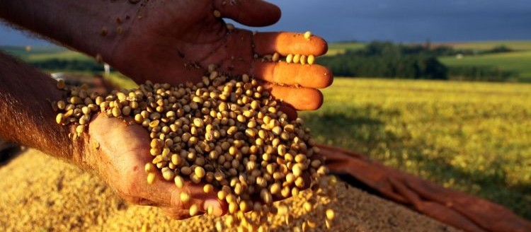 Preços agrícolas se mantêm em alta no estado