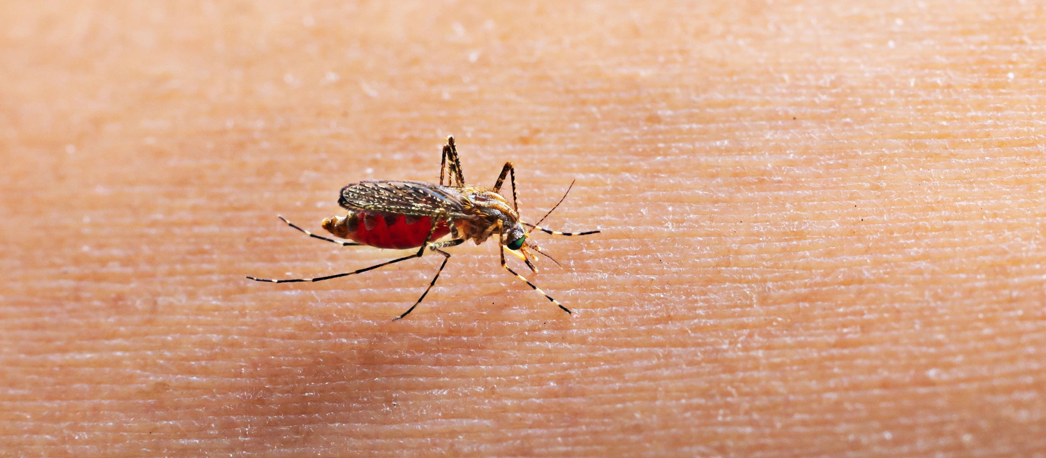 Maringá chega a 130 casos de dengue no período, aponta Sesa