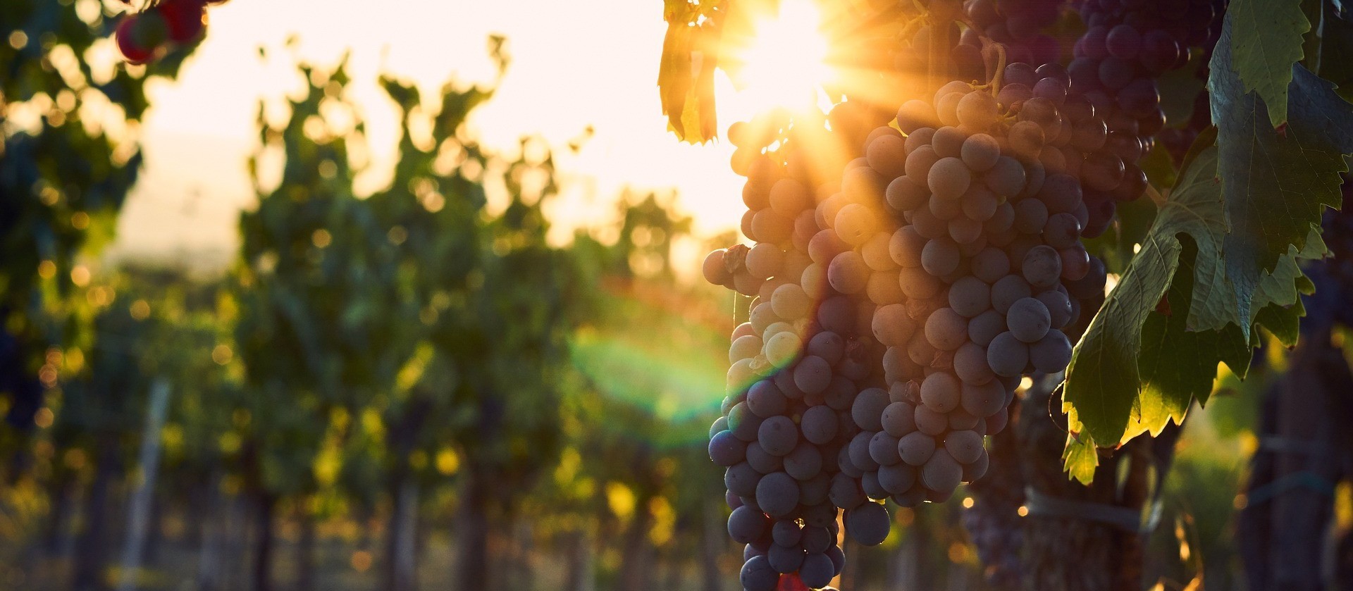 Primavera, renovação e vinhos