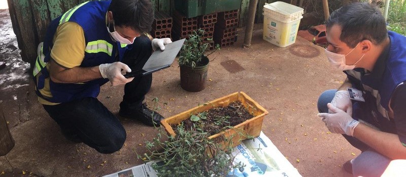 Planta que nasceu de semente da China é identificada e destruída em laboratório