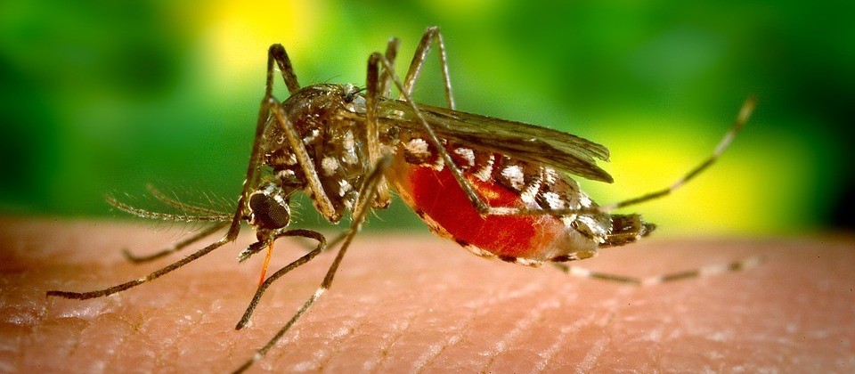 Maringá registra mais um caso de dengue